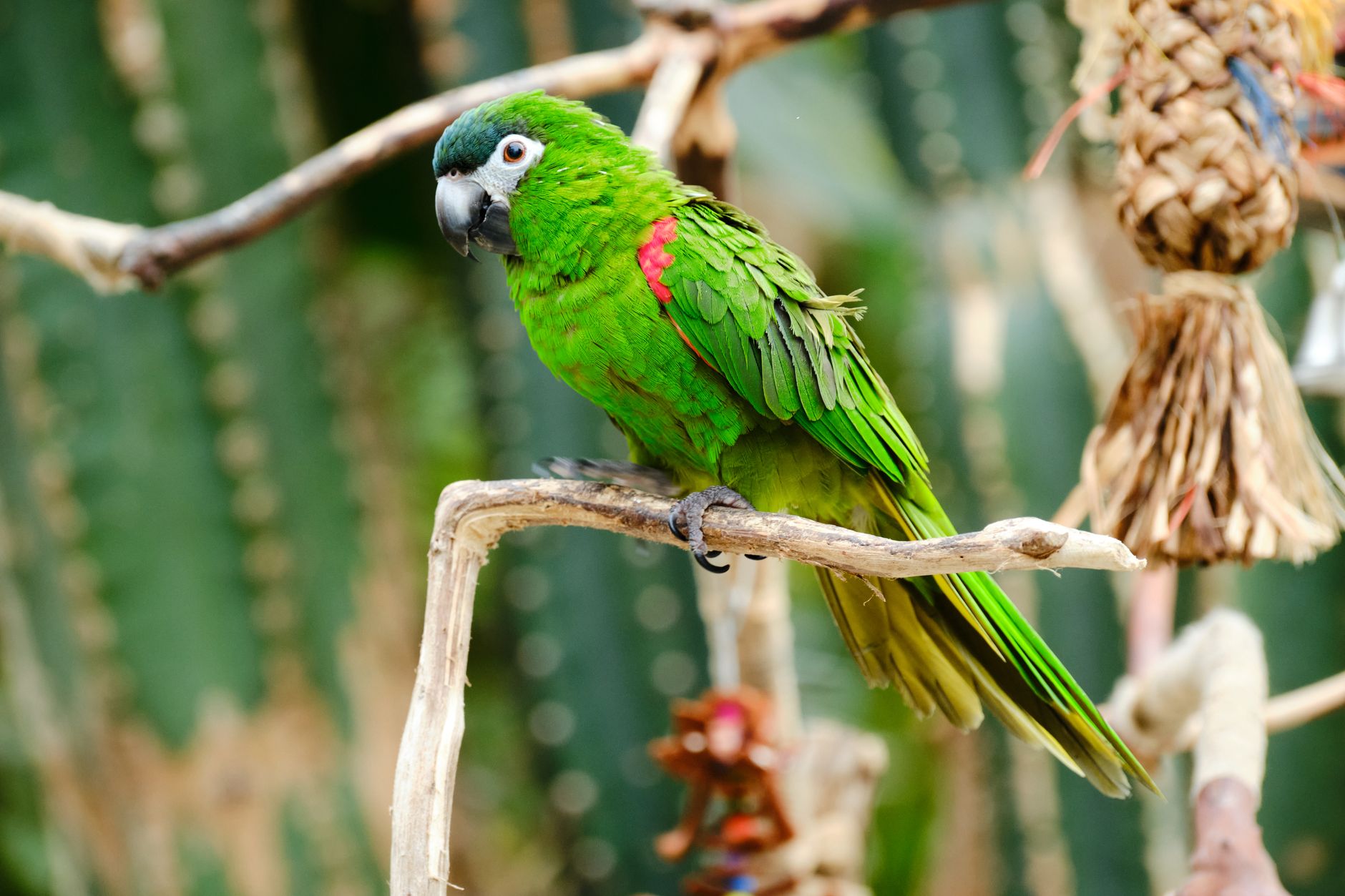 Ancient Avocado Origins and Bird Communication Research Open New Opportunities for US Scientists