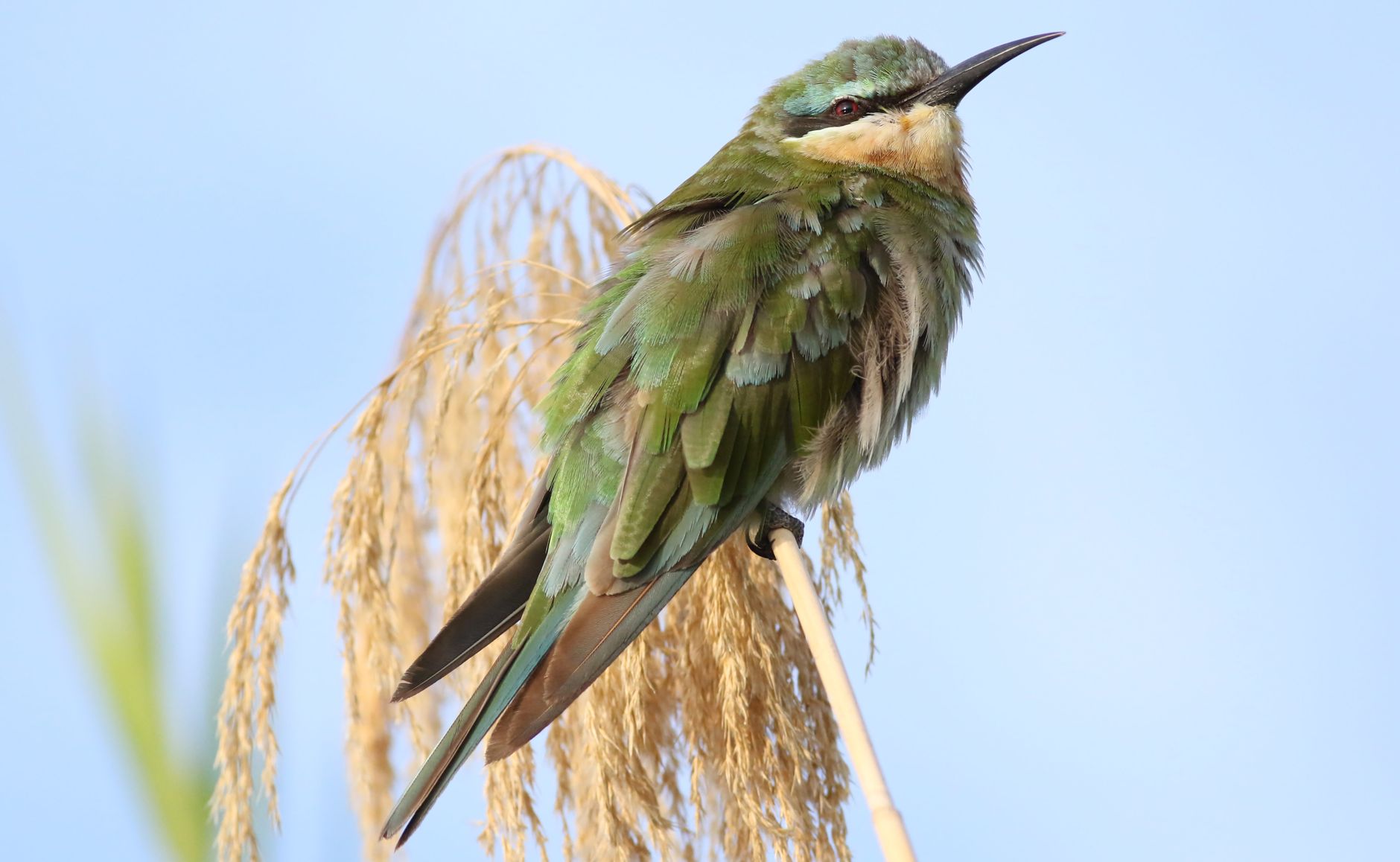 Ancient Bird Conservation in Jerusalem Offers Model for US Historic Preservation Efforts