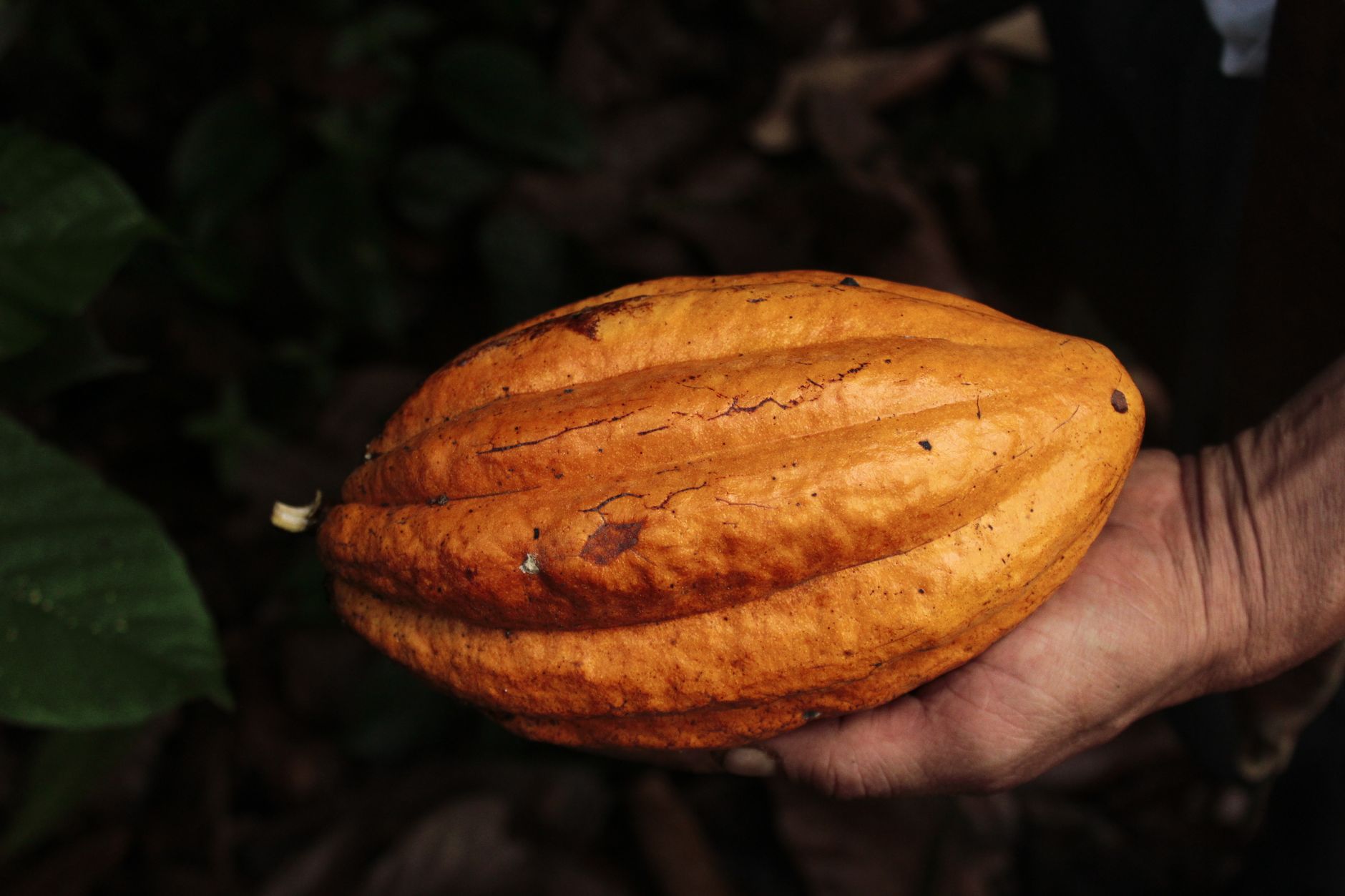 Cocoa Tariff Effects: Why U.S. Chocolate Prices Stay High Despite Falling Commodity Costs