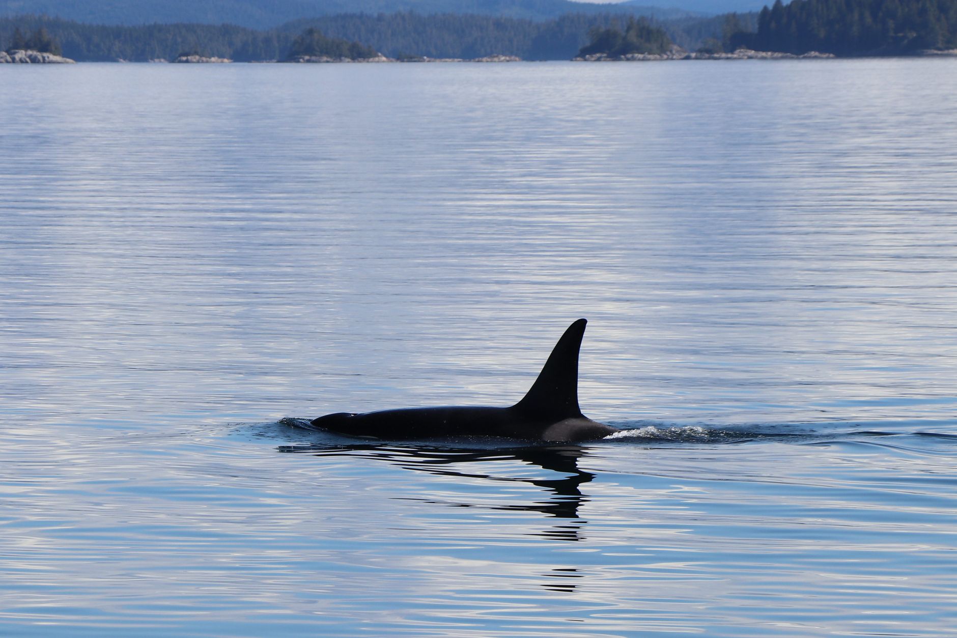 US Marine Research Opportunity: Orca Hunting Behavior Study Reveals New Funding Pathways