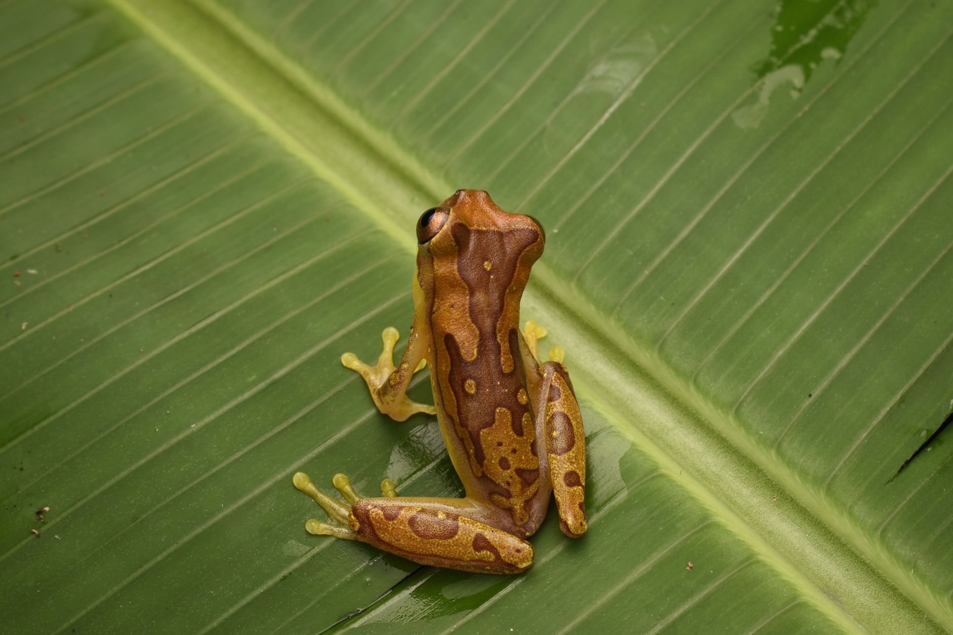 U.S. Research Team's Rainforest Discovery Opens New Funding Opportunities for Biodiversity Science